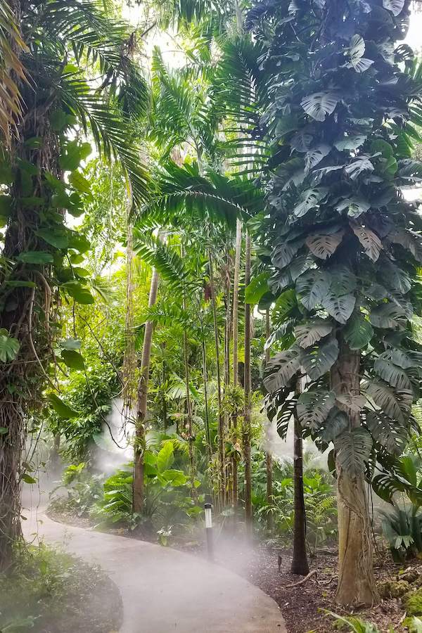 the lush rainforest path 